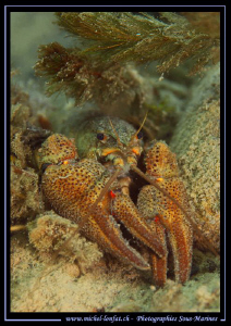 A Noble Crayfish (Astacus astacus) having a rest in one o... by Michel Lonfat 
